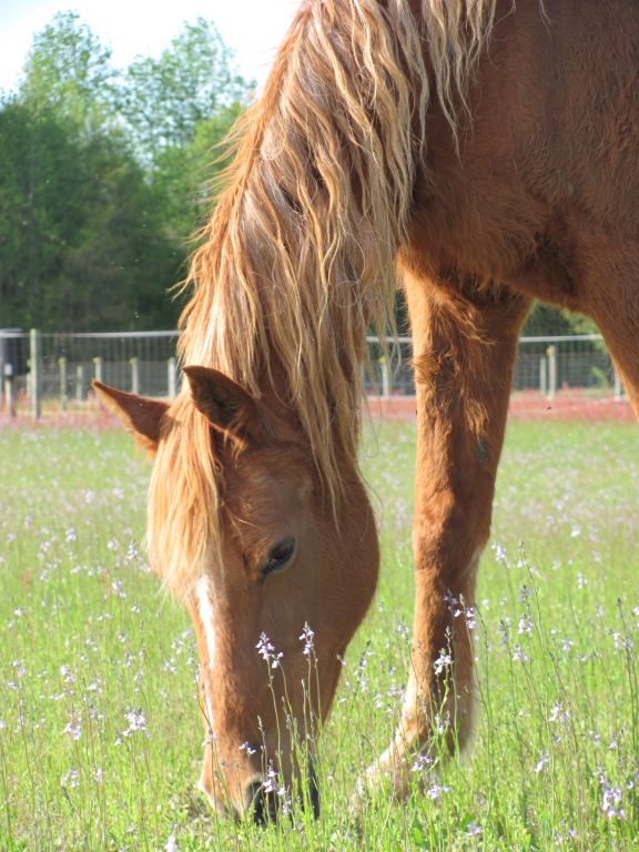 TWIDDLE DEE FARM - Horse Boarding Farm in Clinton, North 