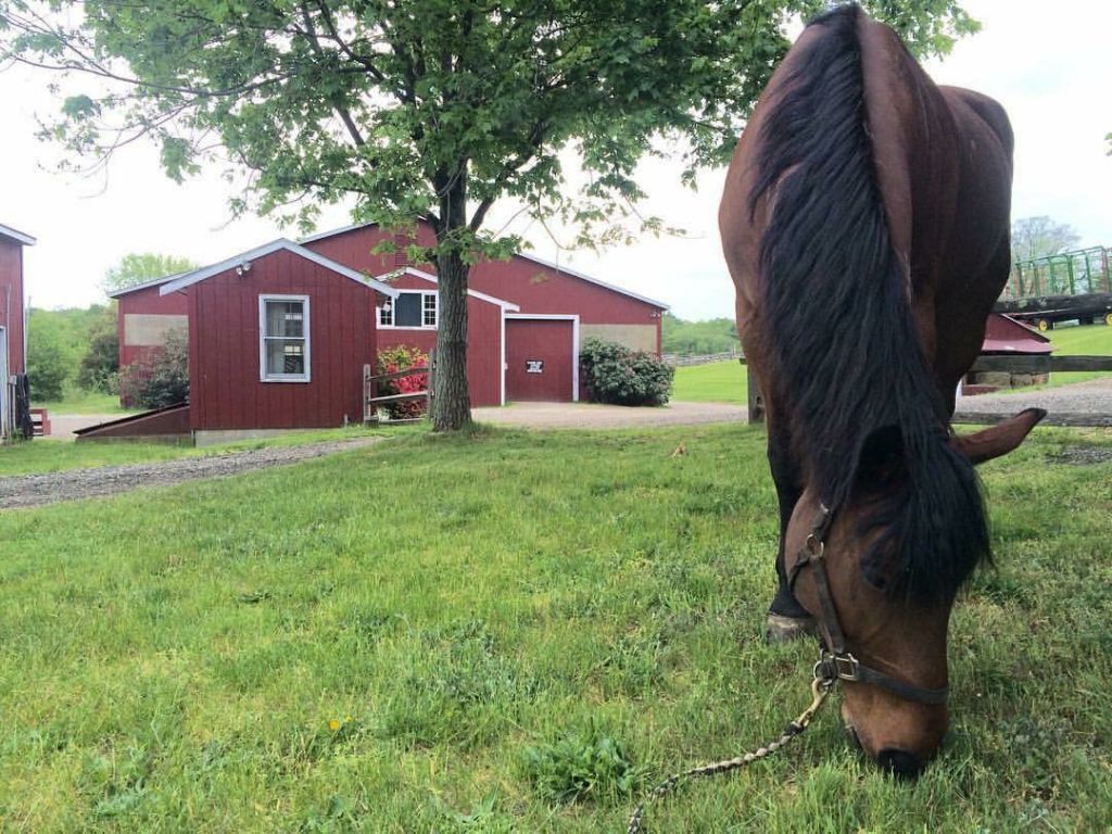 Course Brook Farm - Horse Boarding Farm in Sherborn, Massachusetts