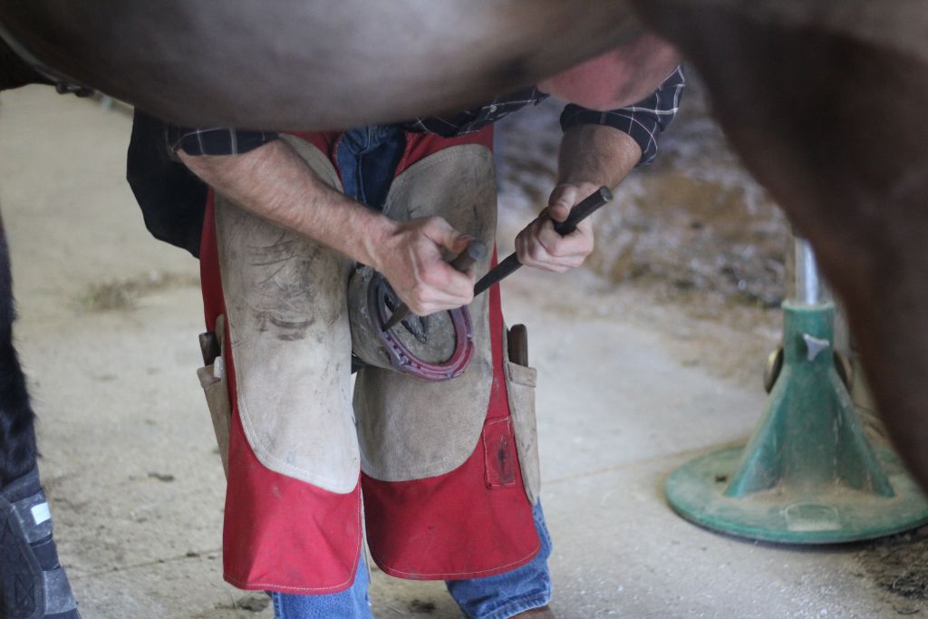 Dixie's Farrier Service - Farrier in Cicero, Indiana