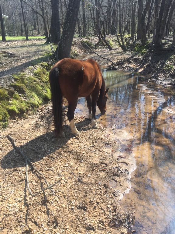 Hillside Stables - Horse Boarding Farm in Byhalia, Mississippi