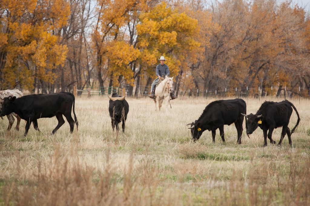 DEKO Ranch - Horse Boarding Farm in Hudson, Colorado