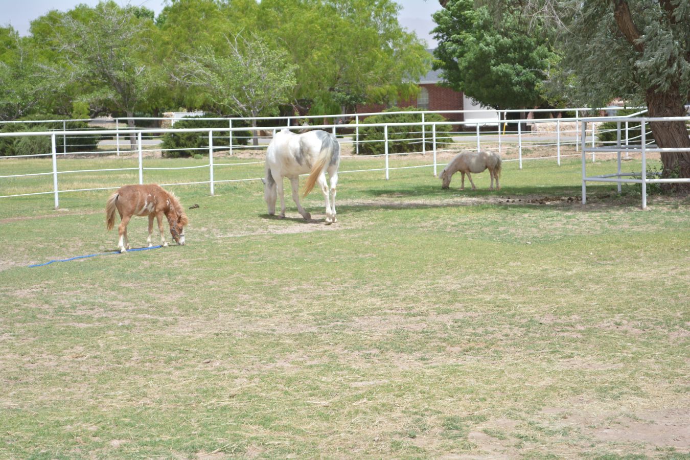 Debacs Equestrian Center Horse Boarding Farm in El Paso, Texas