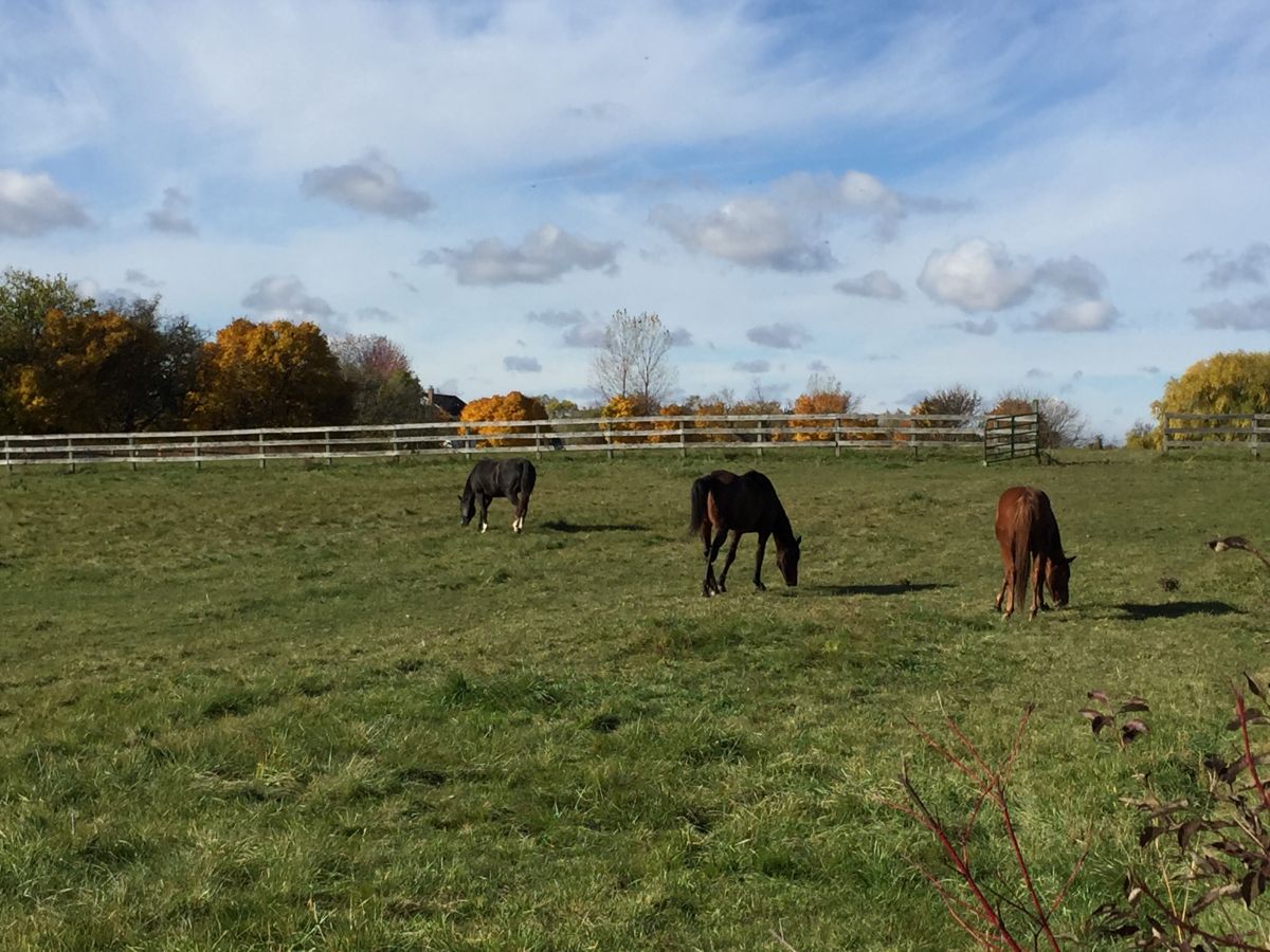 Prairie Crossing Stable - Horse Boarding Farm in Grayslake, Illinois