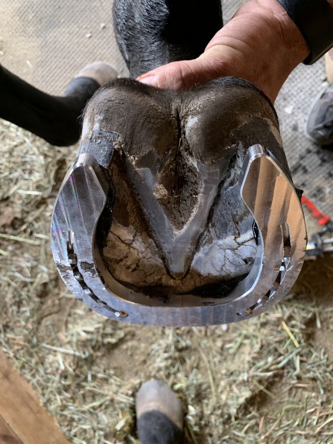 Florida Farrier Pros. Farrier in Ocala, Florida