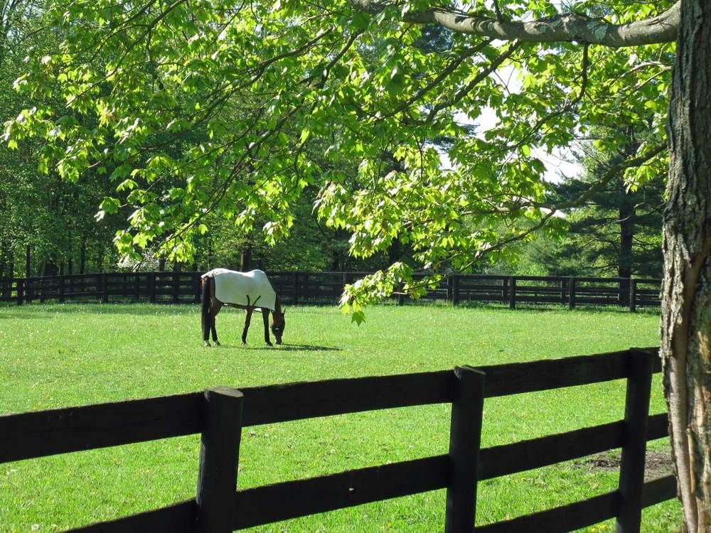 Arcadia Farm, Inc. - Horse Boarding Farm in Yorktown Heights, New York