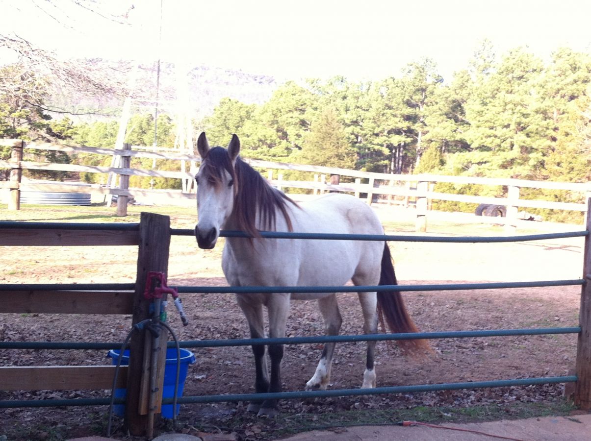 Spirit Horse Ranch Horse Boarding Farm in Dardanelle, Arkansas