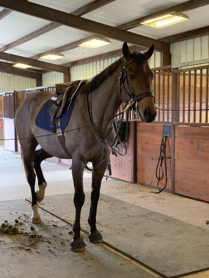 Sepulveda-Wales Equestrian - Horse Boarding Farm in Helotes, Texas