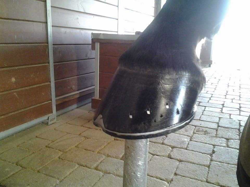 Farrier In Nevada