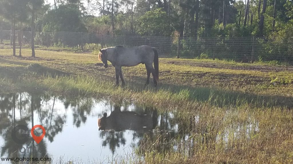 flatwoods farm - horse boarding farm in palm bay, florida