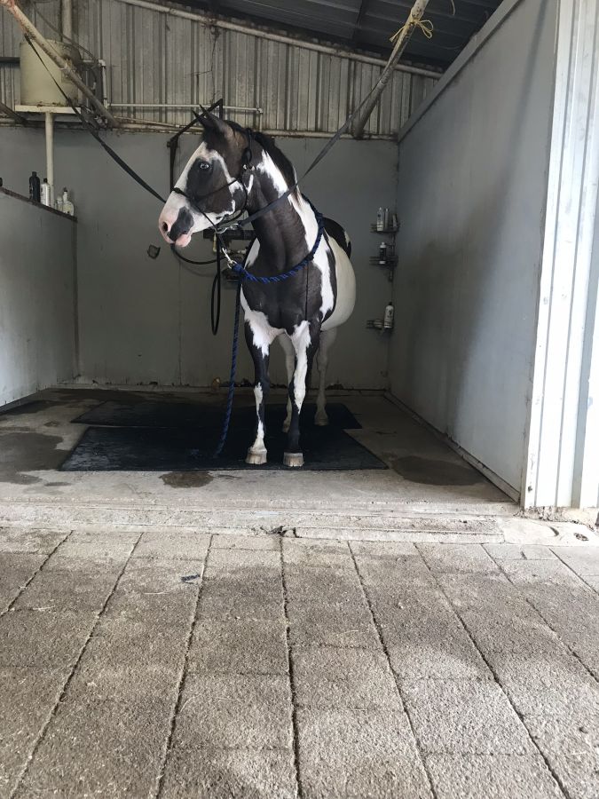 Sonador Horse Farm - Horse Boarding Farm in Elgin, Texas