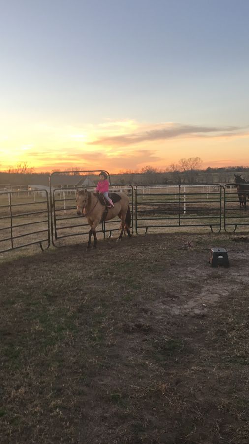 Sonador Horse Farm - Horse Boarding Farm in Elgin, Texas