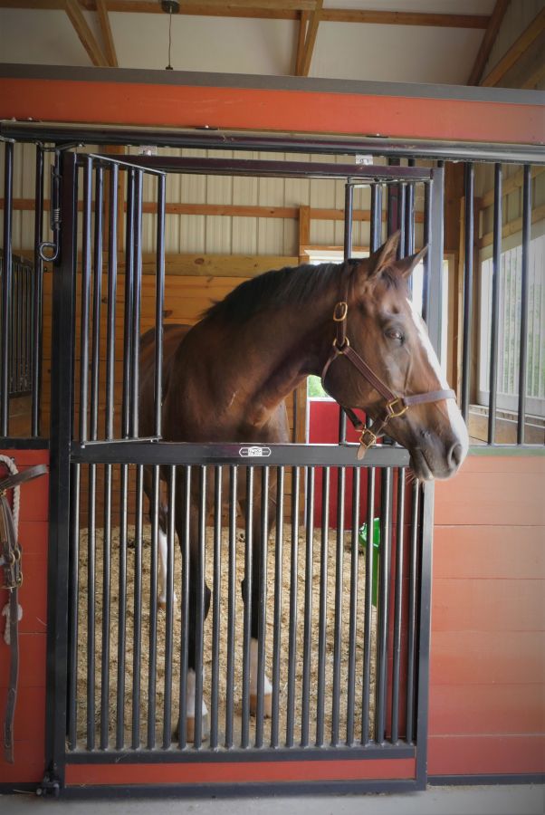 the big red barn - horse boarding farm in columbia, south