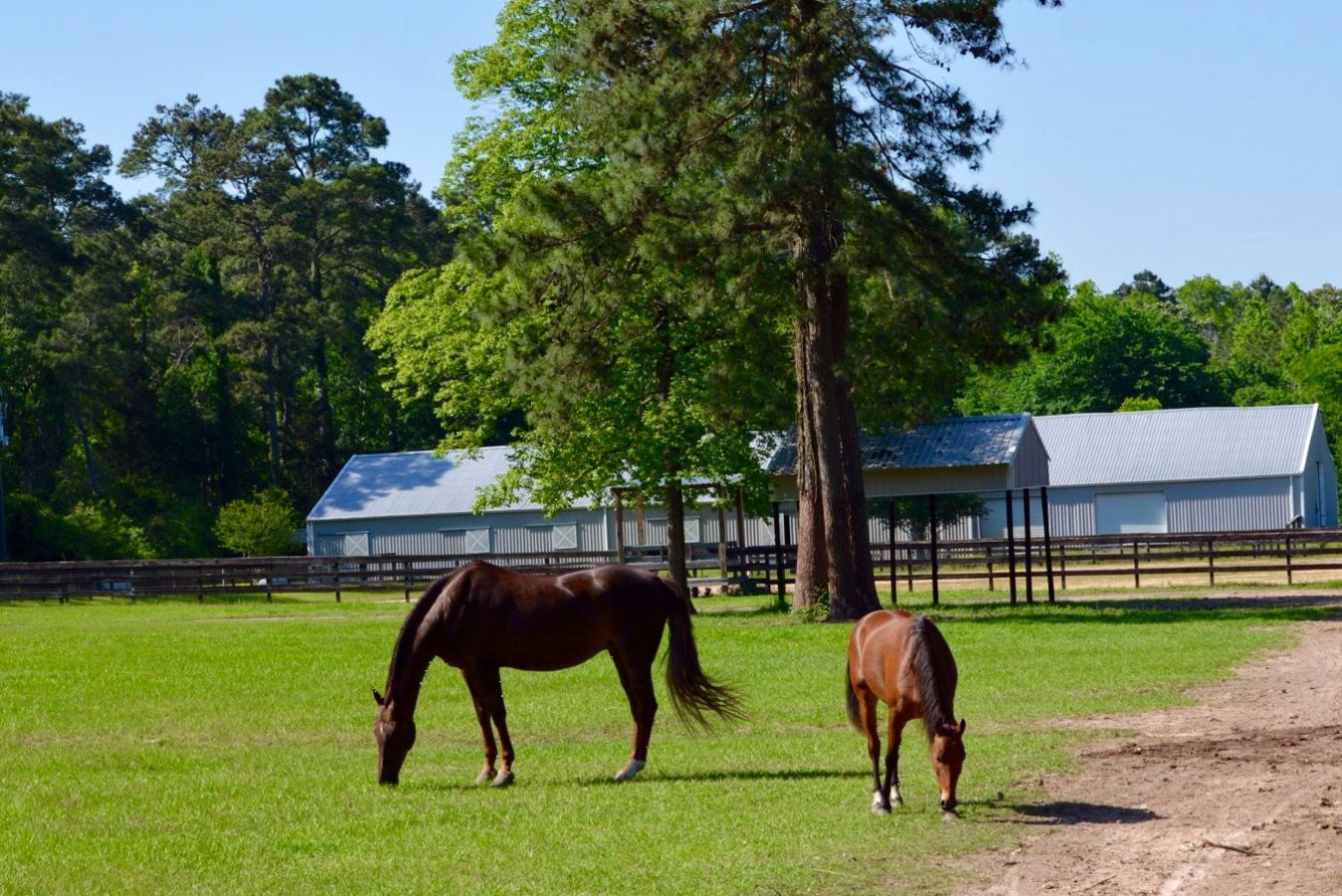 Horse Boarding in Conroe, Texas (Montgomery County)