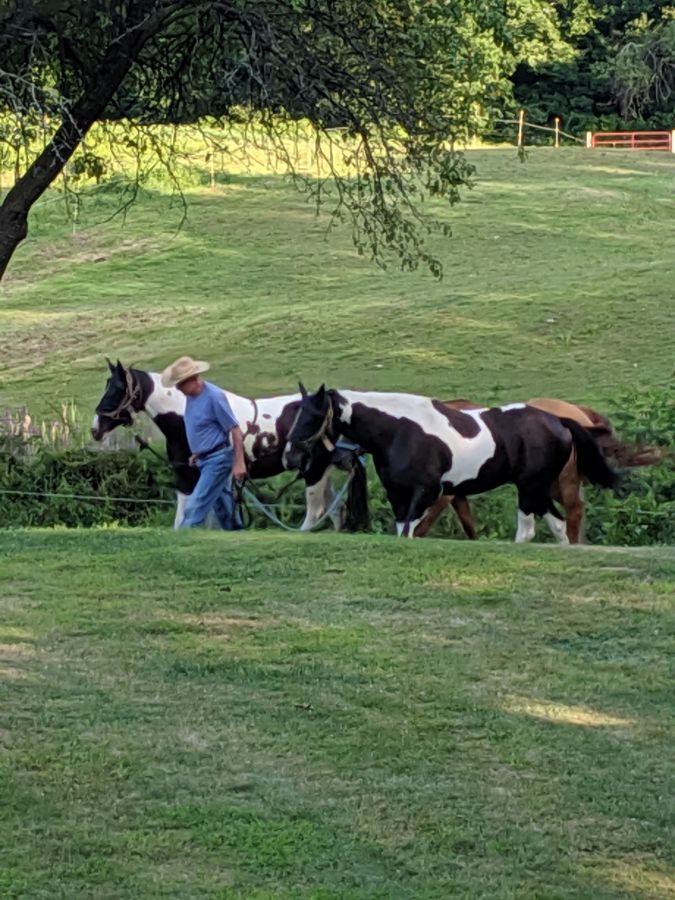 Lalobarun Ranch Horse Boarding Farm in Newbury, Massachusetts