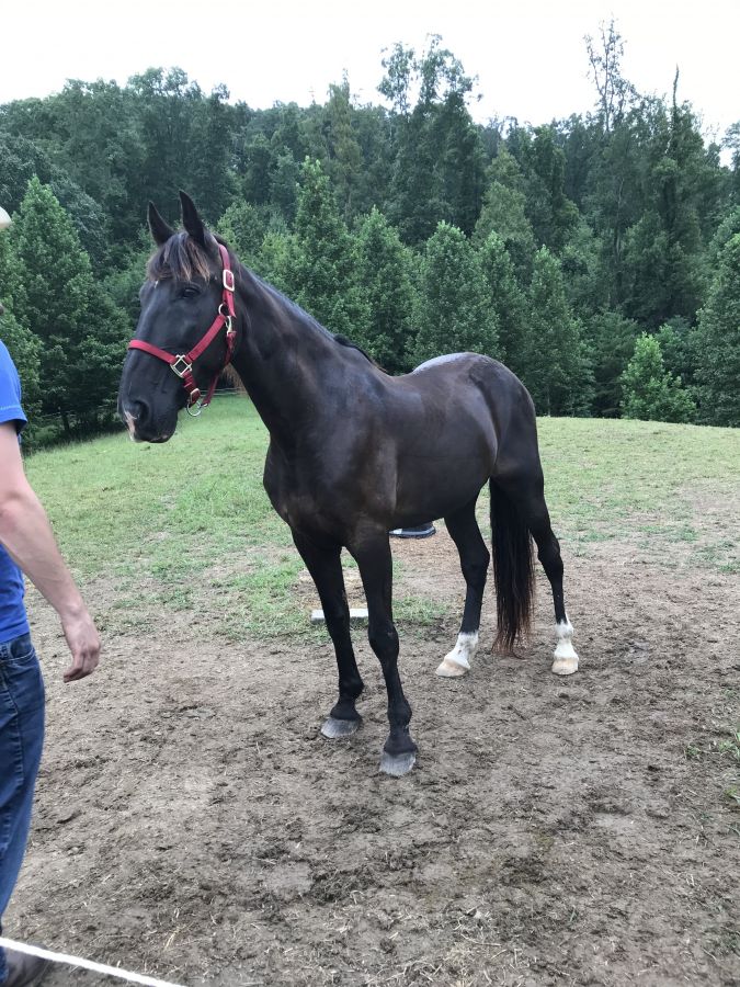 Double H Farms Horse Boarding Farm in Knoxville, Tennessee