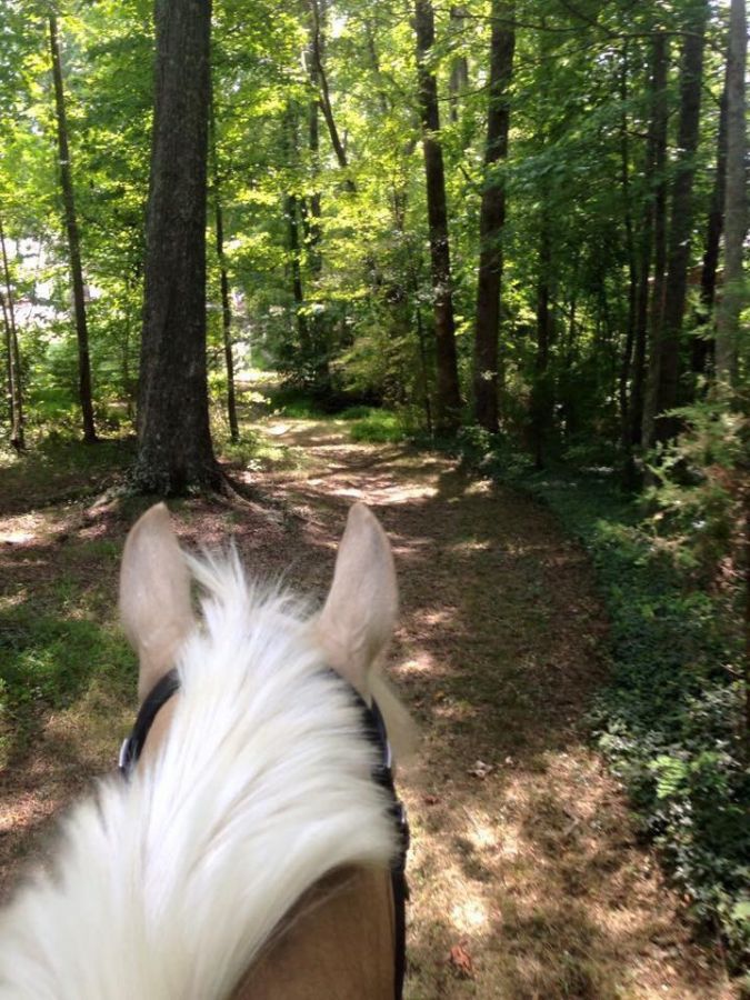 Horse Boarding In Charlotte North Carolina Mecklenburg County
