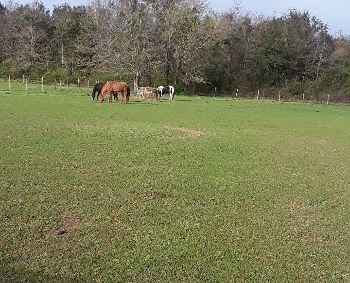 Horses n hounds - Horse Boarding Farm in Foley, Alabama