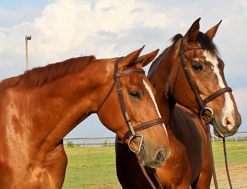 River Bend Stables - Riding Instructor In Rogersville, Tennessee