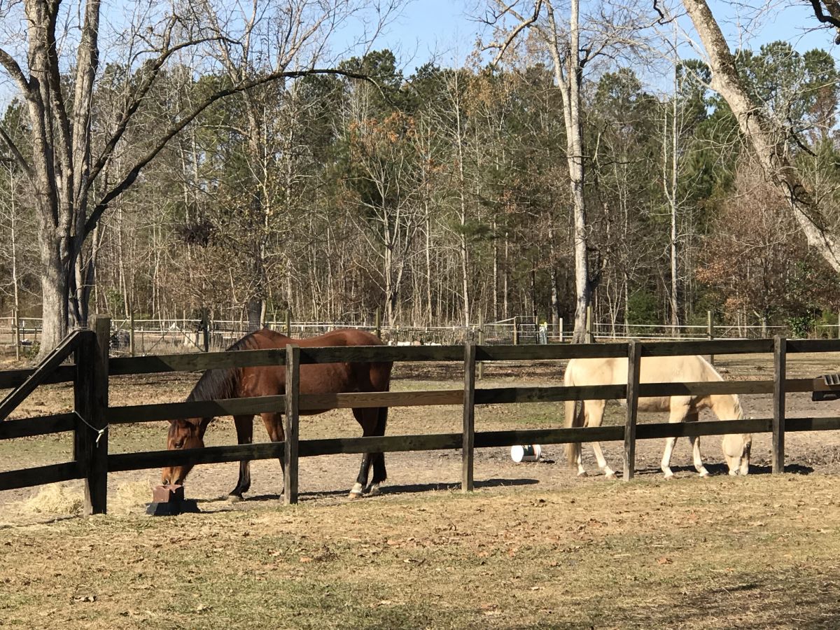 Hope Haven Equestrian Center - Horse Boarding Farm in Harleyville ...