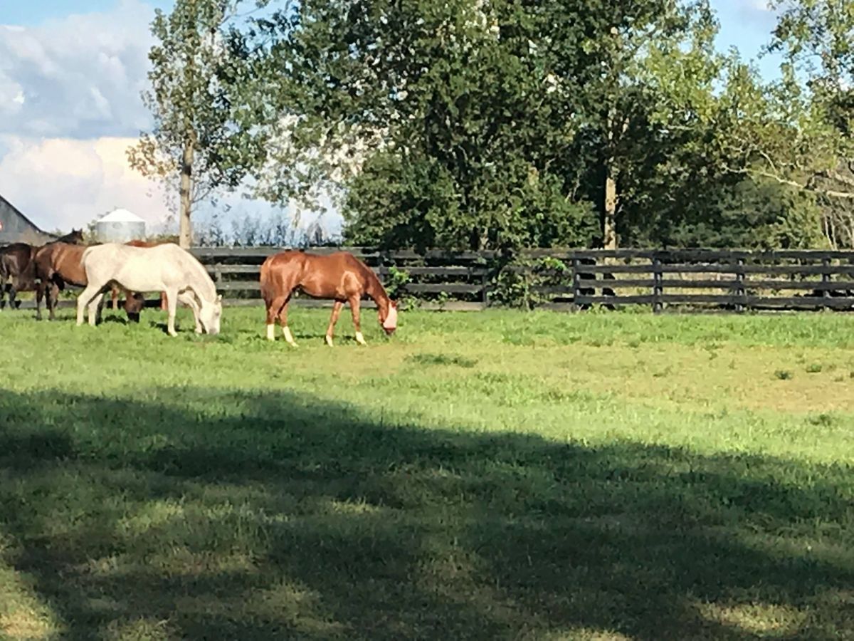 New Vista Farm - Horse Boarding Farm in Lexington, Kentucky