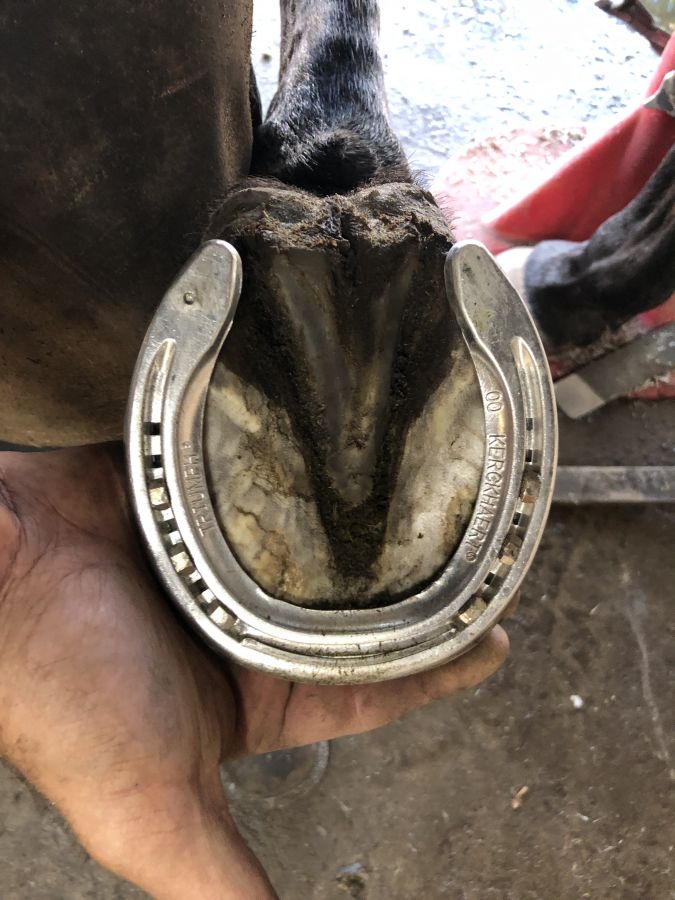 Charles Laskowski APF-1 - Farrier in Umatilla, Florida