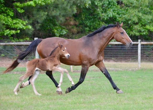 Prelude Sporthorses - Horse Breeding/sales Facility in Monroe, Georgia