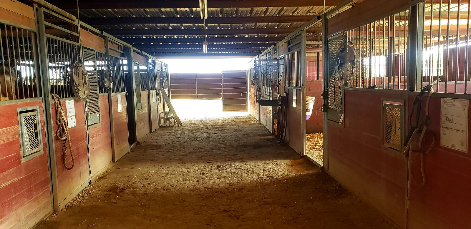 Rising Above Equine Performance Horses & Boarding Facility Horse