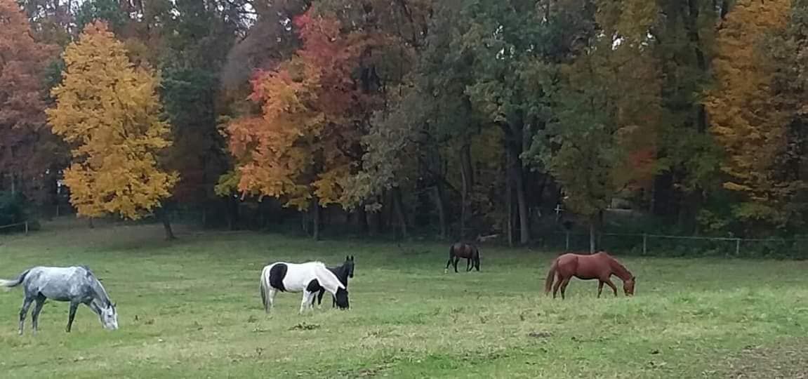 The Farm at Peaceful Meadows LLC. - Horse Boarding Farm in Coatesville ...