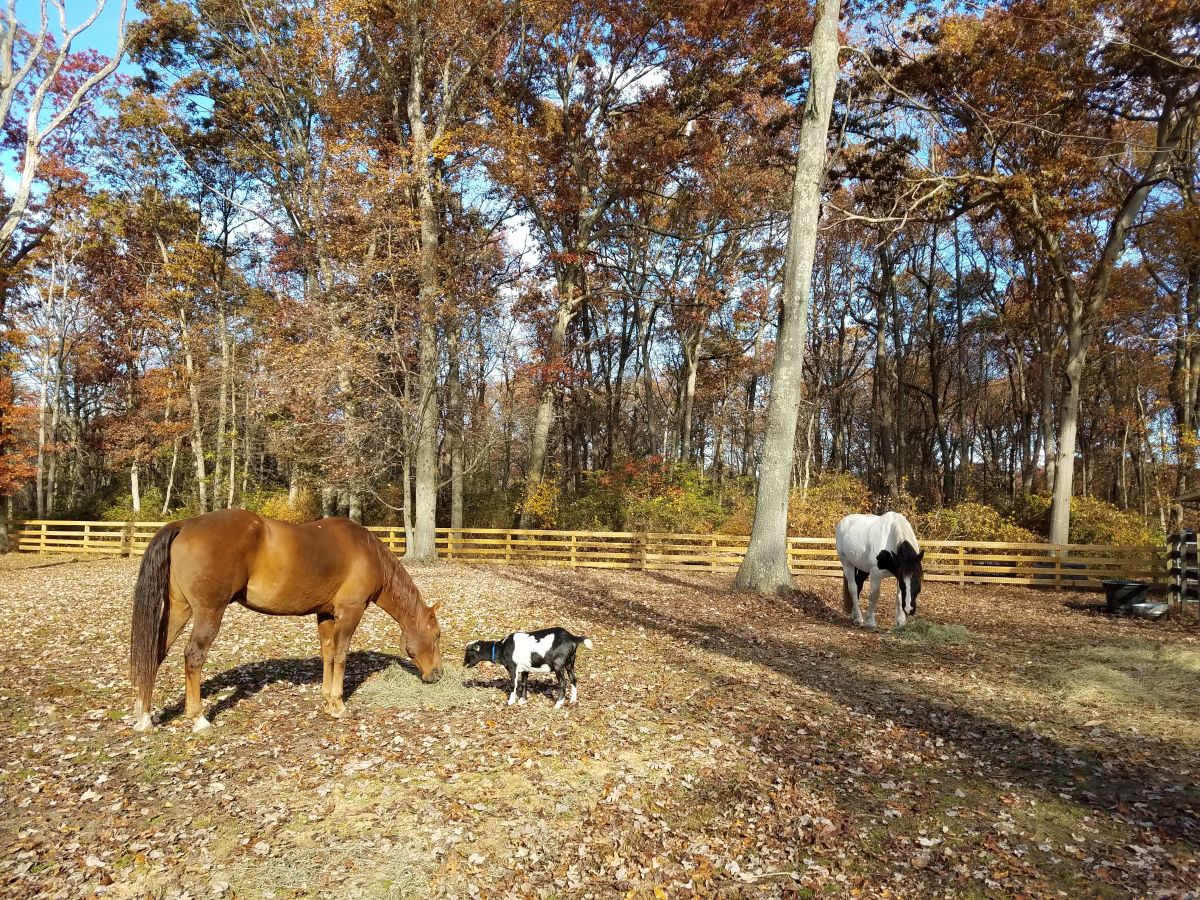 B & B Acres - Horse Boarding Farm In Farmingdale, New Jersey