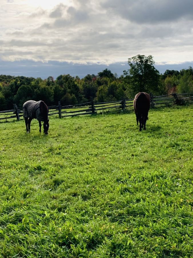 rosebay hill - horse boarding farm in orangeville, ontario