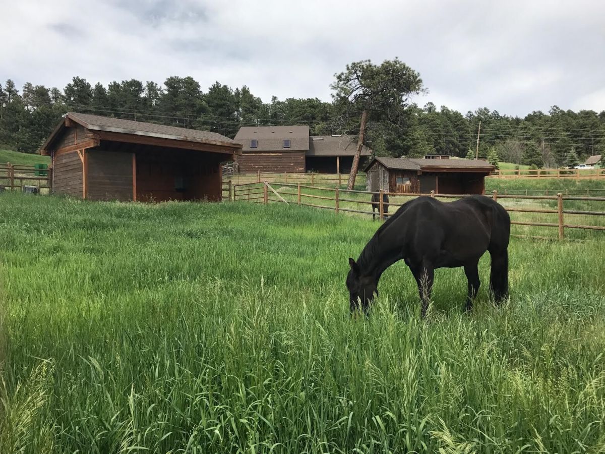 The McWilliams Group Real Estate + Equestrian Horse Farm Real Estate