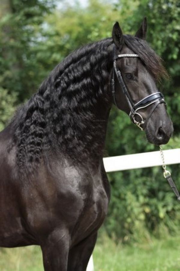 Black Sterling Friesians Horse Breeding/sales Facility