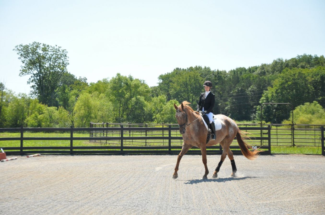 Equine Connection Freelance Training- Annemieke Buis - Dressage Trainer ...