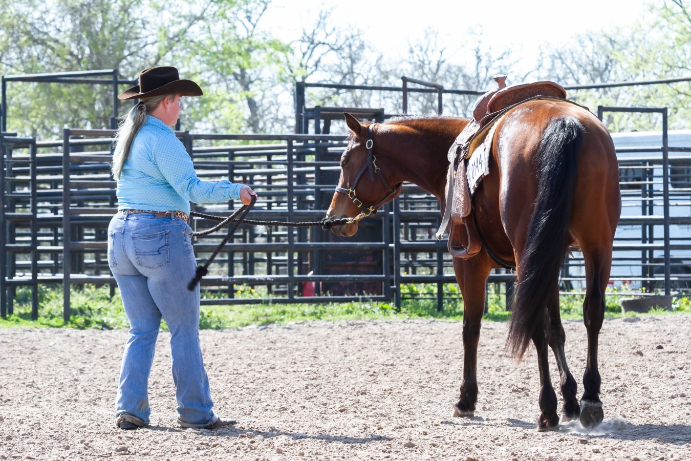 D Wilson Performance Horses Ranch Performance and All Around