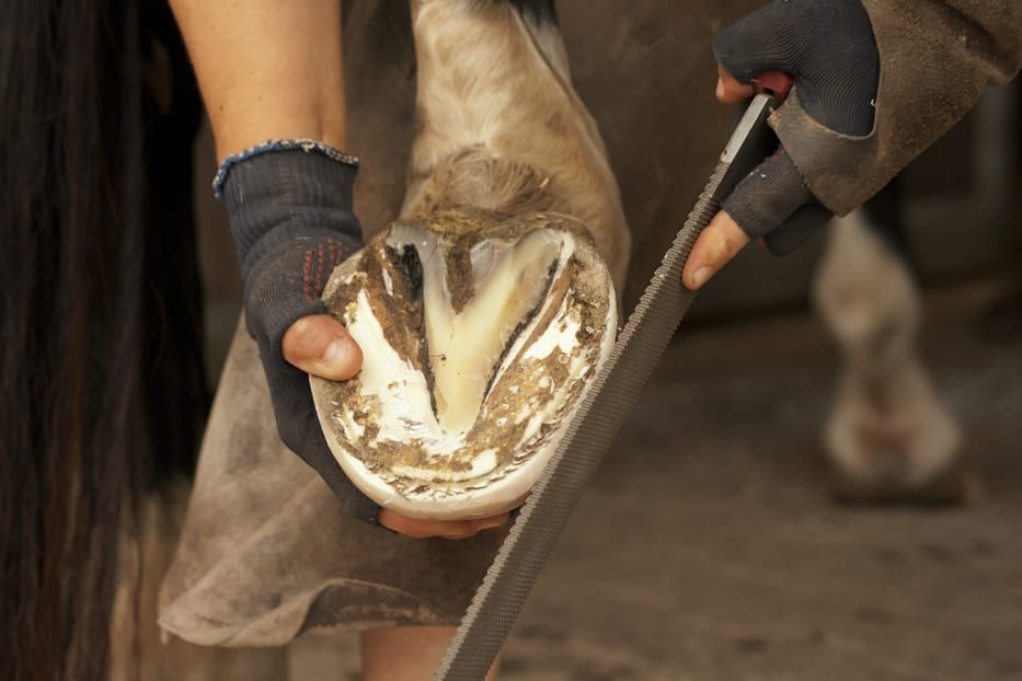 Certified Farriers - Farrier in Abingdon, Virginia