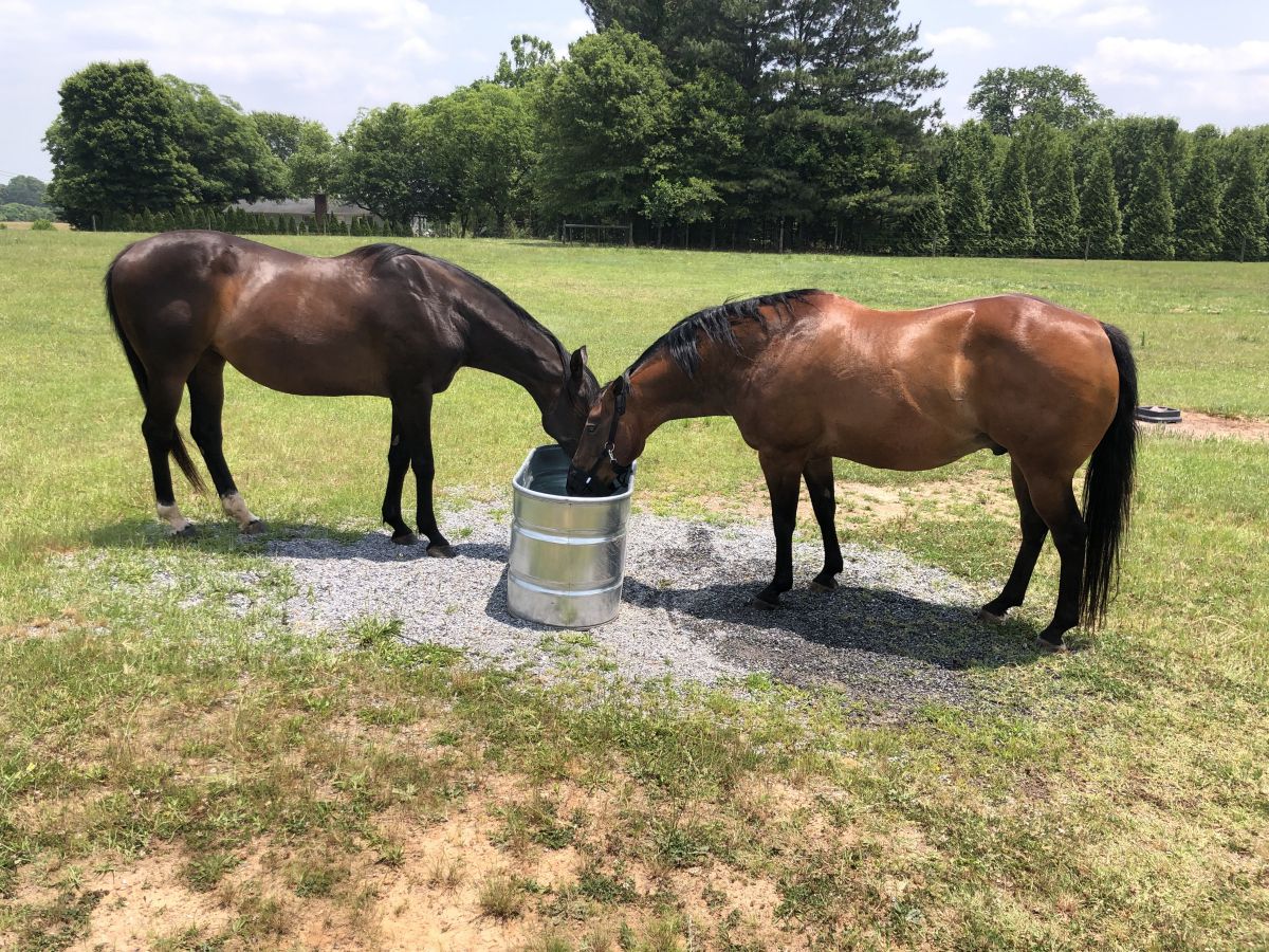 Visit Cowpens Battleground Pasture Board