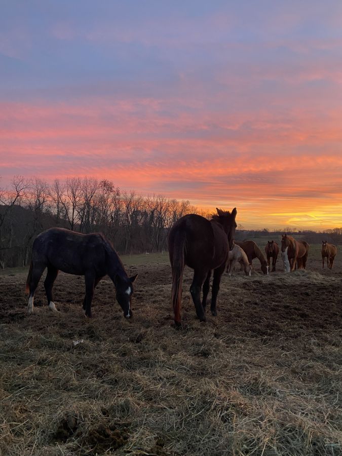 Visit Cedar Grove Farm Horse Boarding