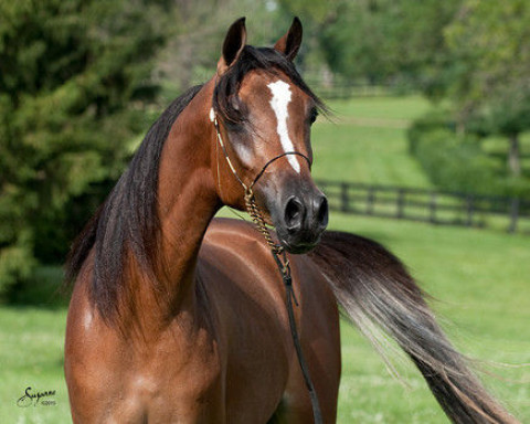 The Silver Lining Stables, LLC - Riding Instructor in Pearl, Mississippi