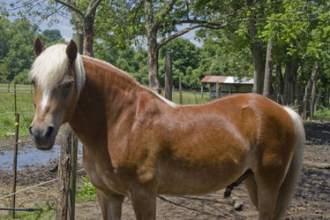 Visit Shady Hollow Farm