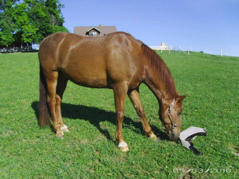 Visit V GARRE HORSE AND STABLE