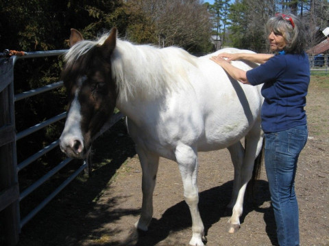 Visit Whinnyhill horse farm