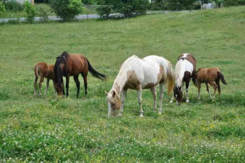 Visit Blackberry Creek Ranch