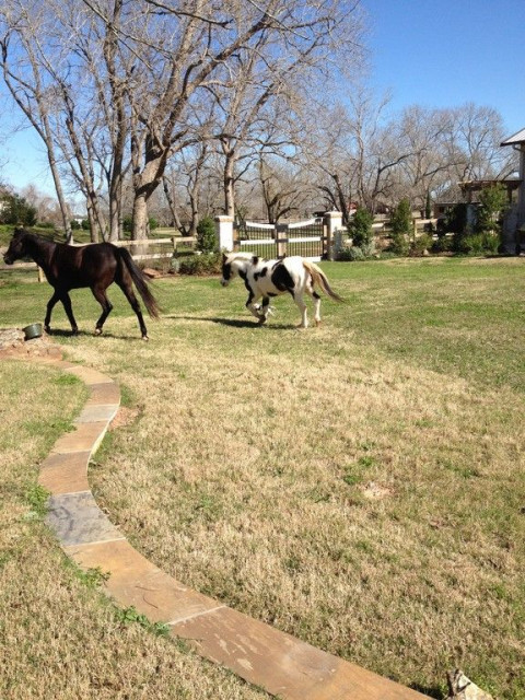 abc-horse-boarding-horse-boarding-farm-in-missouri-city-texas