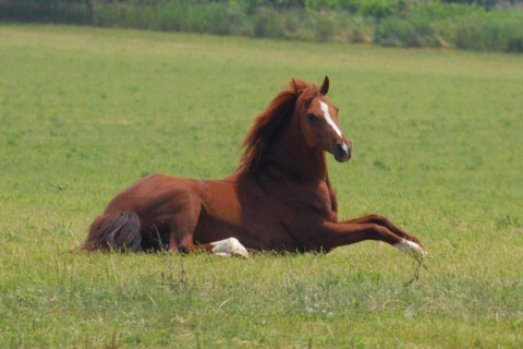 Visit Rumors Hill Horsemanship