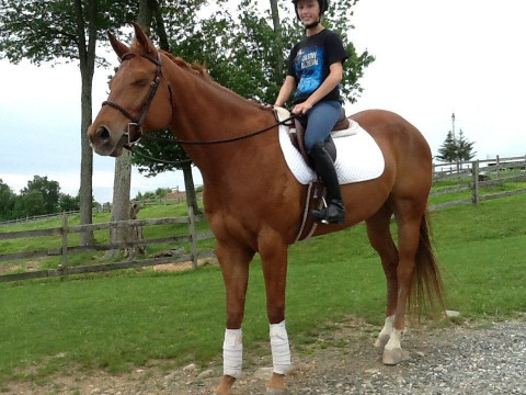 Horse Boarding In Bristol Connecticut Hartford County