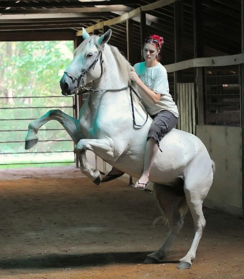 Horse Boarding In Birmingham Alabama Jefferson County [ 549 x 480 Pixel ]
