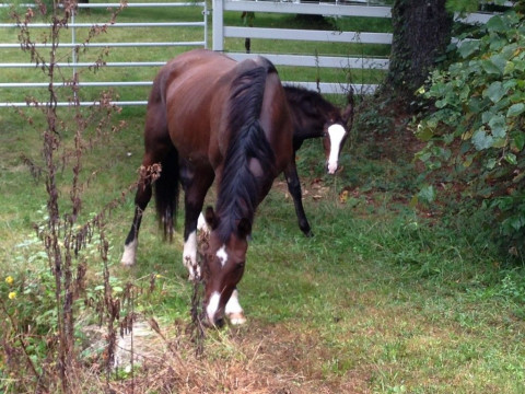 Hidden Valley Farm Riding And Training Equestrian Center Horse