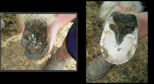 Calista Tether - Farrier in Cochrane, Alberta