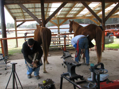 farrier georgia hoof owner horse care services need quality ga