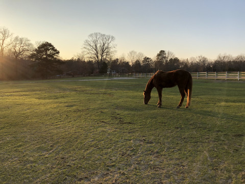 Horse Boarding In Eastover South Carolina Richland County